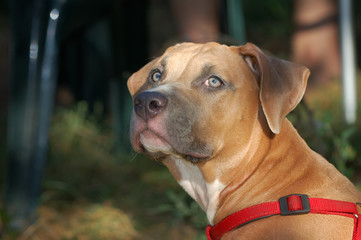 Obraz premium American staffordshirskiy terrier