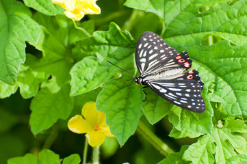 アカボシゴマダラとゴーヤの花