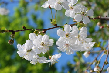 White cherry flowers