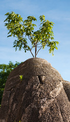 Oval Rock with a plant on it