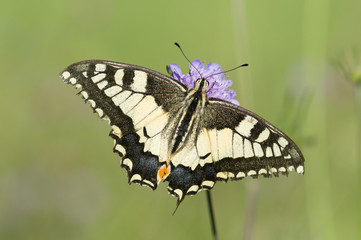 A Scarce Swallowtail butterfly on a purple meadow flower