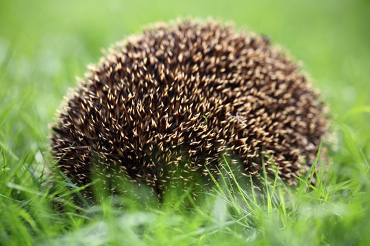 Igel