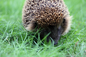 Igel