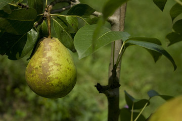 pear