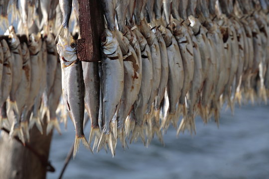 pesce essiccato