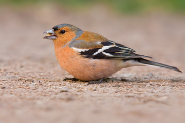 Buchfink