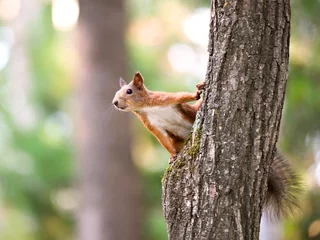 Stoff pro Meter Eichhörnchen, das auf dem Baum sitzt © usbfco
