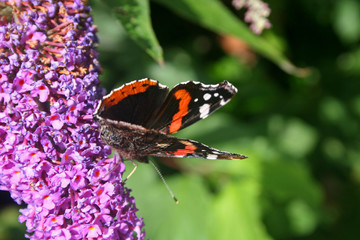 red admiral butterfly