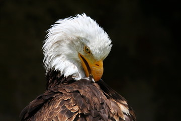 Weißkopfseeadler