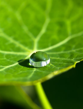 close-up of green plant leaf