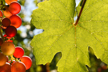Leaf and grapes with place for text