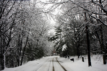 A road in a snowy forest