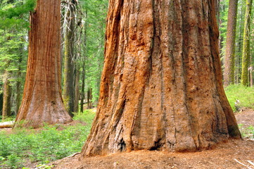 Giant Sequoias. Yosemite National Park, California