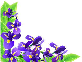 Vector frame with irises
