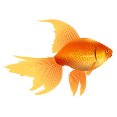 Vector realistic gold fish