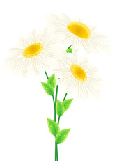 Vector summer daisy