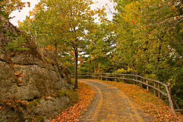 Walking Path in Autumn