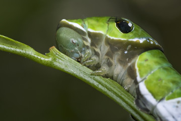 Schmetterlingsraupe Blauer Pfau