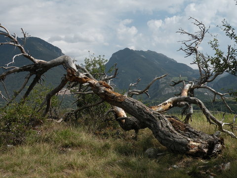 arbre mort - O5