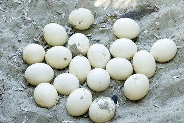 Ostrich eggs with chick emerging - obrazy, fototapety, plakaty