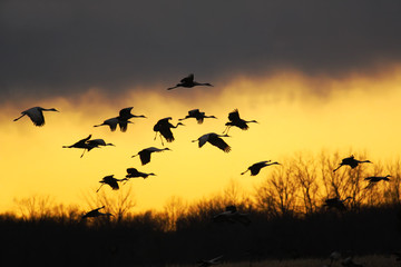 Sandhill cranes at sunset