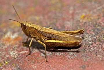 Gemeiner Grashüpfer