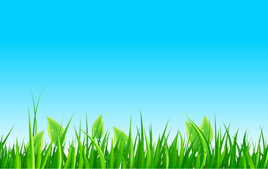 Fototapeta premium Green grass and sky