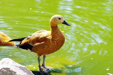 ducks at water of lake