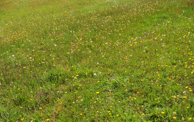 green grass field with dandelion flowers in the summer