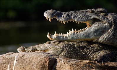 Obraz premium Mouth of a crocodile.