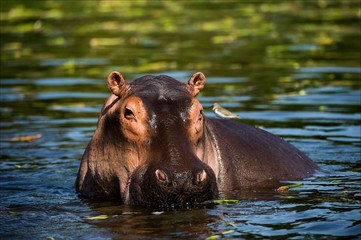 The hippopotamus.