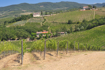 Fototapeta na wymiar Wine Field, Chianti Region, Tuscany, Italy
