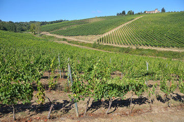 Fototapeta na wymiar Wino Pole, Region Chianti, Toskania, Włochy