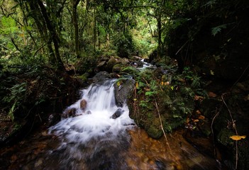 Waterfalls of  Bwindi forest. 1