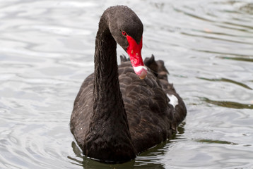 Black swan