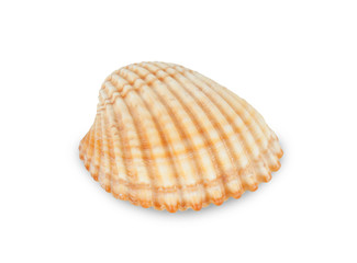 Shell