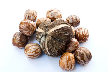 rubber seed