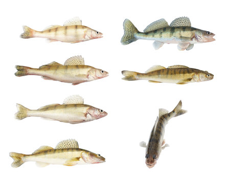 Different zander or pikeperch collection isolated