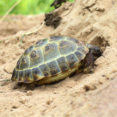 Hermann's tortoise - Testudo hermanni