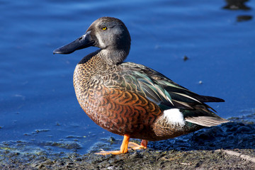A wary Australian Shoveler (Anas rhynchotis)