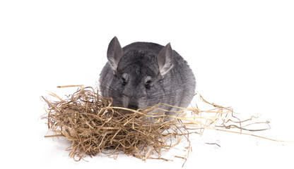 chinchilla