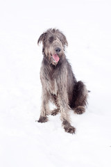 Irish wolfhound