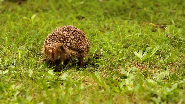 Igel