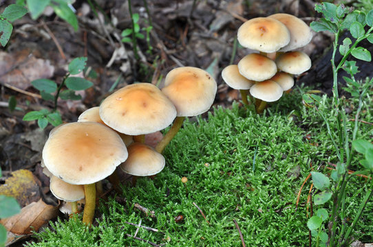 Group of mushrooms on a green background