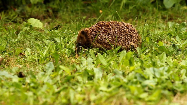 Igel