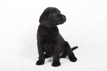 studio portrait of a labrador puppy