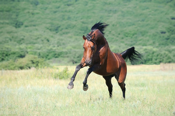 beautiful brown arabian horse playing on pasture
