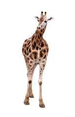 Giraffe isolated on white
