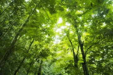 Foto op Plexiglas Zomer Forest sunlight