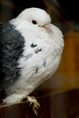 White and grey dove raises feathers